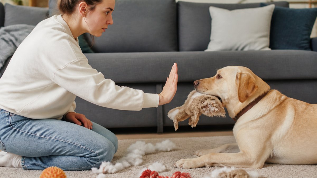 How to Stop Dog From Destroying Toys: A Training Guide